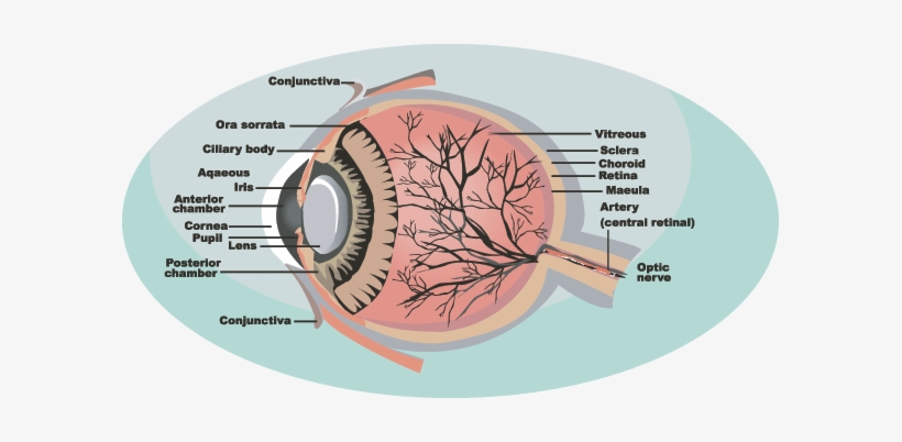 Parts Of The Eye - Bucket Bag Handbag Eye Nurse Anatomy Optometrist Doctor, transparent png download