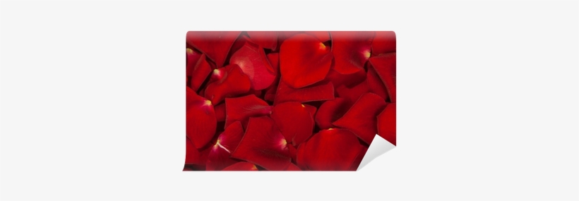 Rose Petals Png, transparent png download