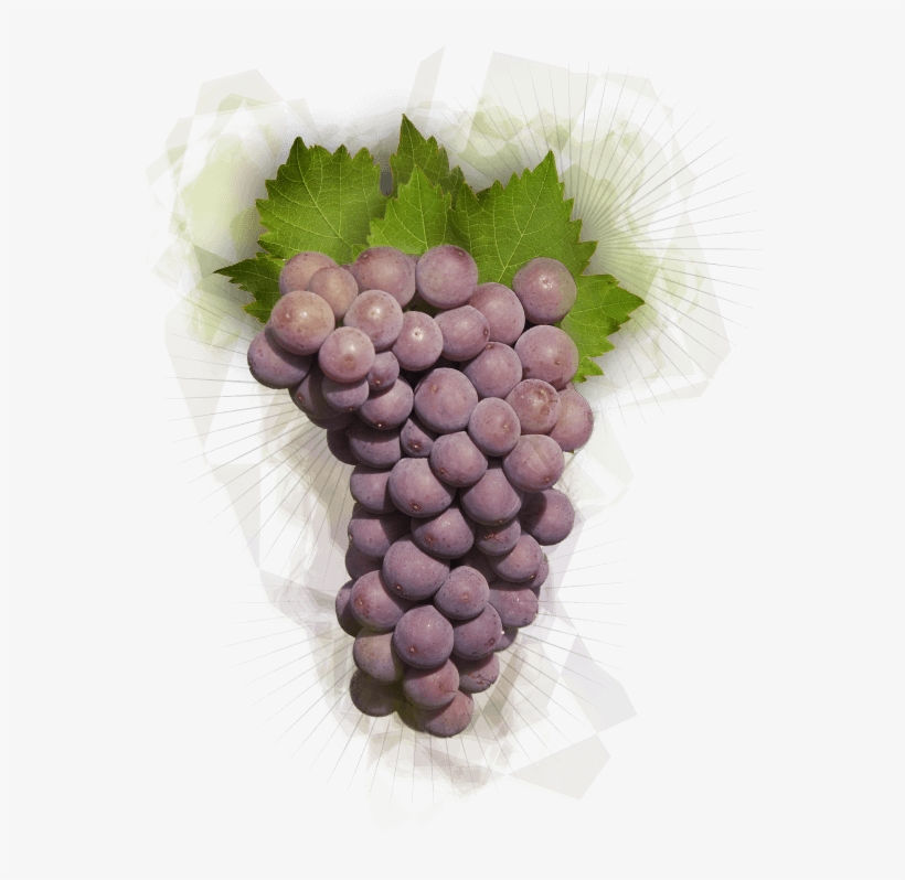 Pinot Gris Grapes, transparent png download