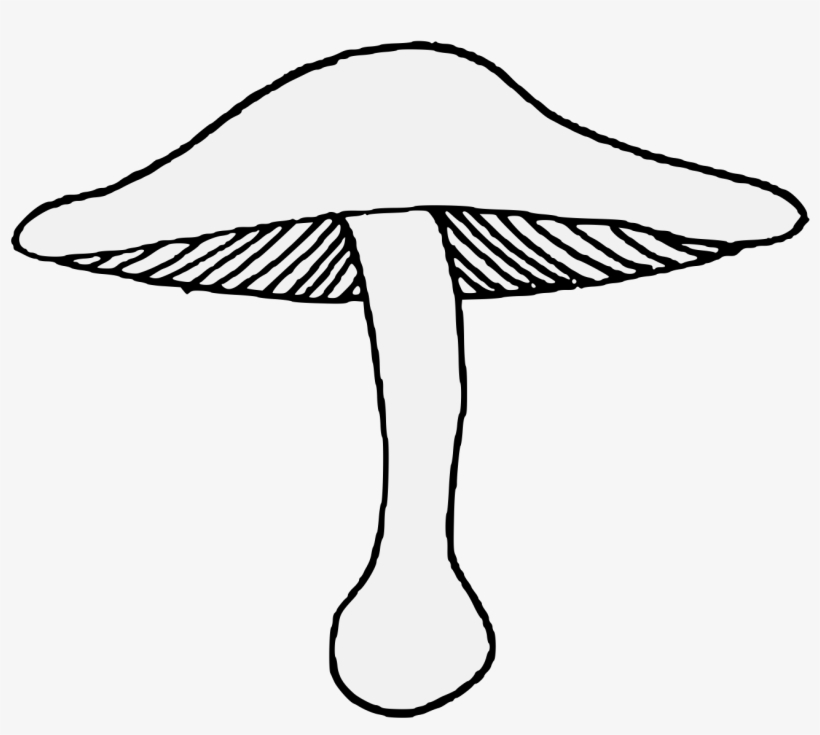 Details, Png - Agaricaceae, transparent png download