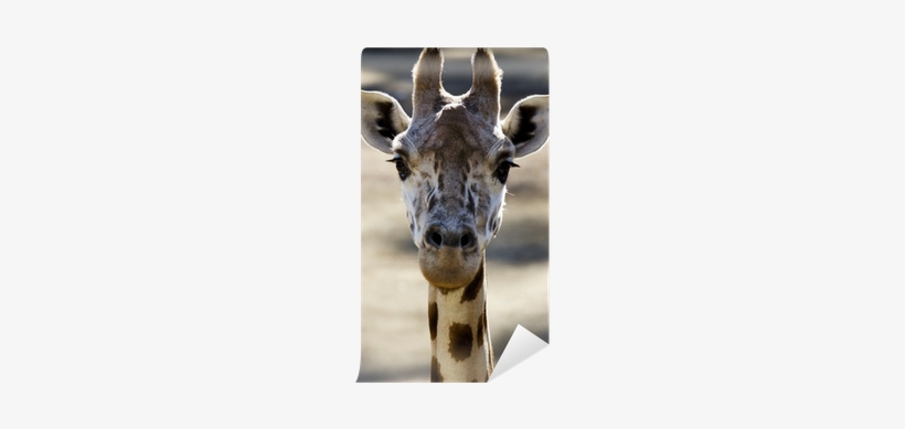 Giraffe, transparent png download