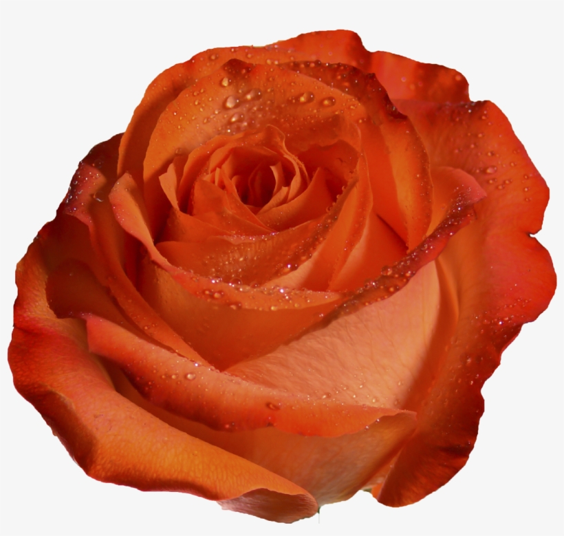 06 Glam Coral - Peach, transparent png download