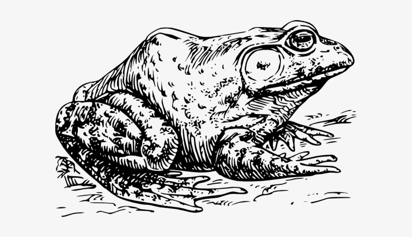 How To Set Use Bull Frog Clipart, transparent png download