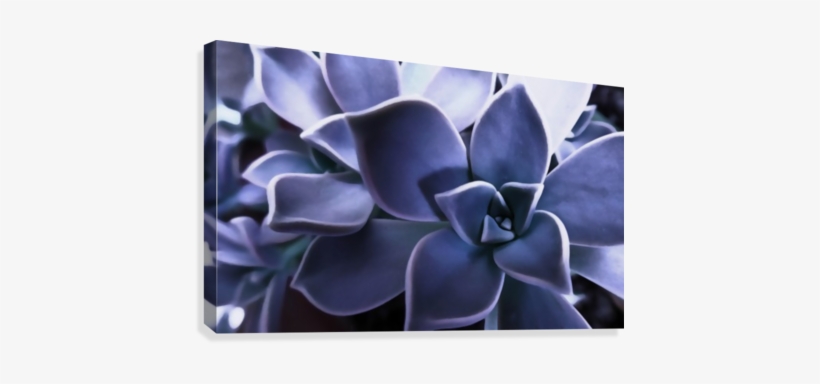 Succulent Purple Canvas Print - Houseleek, transparent png download