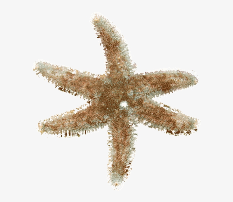 Starfish, transparent png download