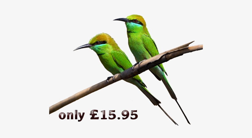 Early Birds Promotion - Green Birds, transparent png download