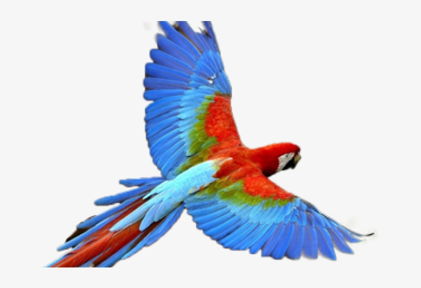 Early-bird - Parrot Png, transparent png download