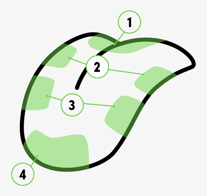 Long Story Short, The Tongue Perceives Flavour As A, transparent png download