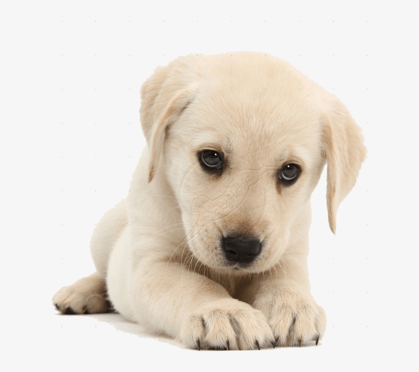 Quality Care For - Ruff Day Basic Tees, transparent png download