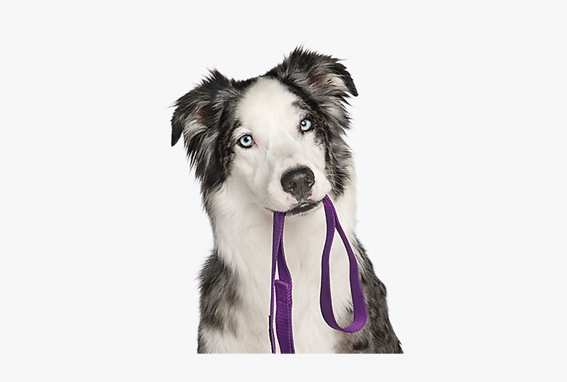 Picture Of Puppy Dog Hd Dog Training Puppy And Adult - Dog Training, transparent png download