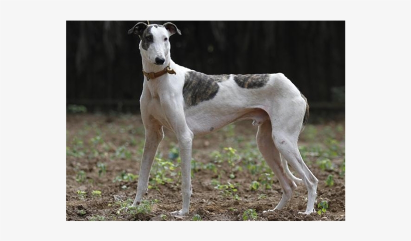 Rampur Greyhound, This Beauty Is Native To The Rampur - Rampur Greyhound, transparent png download
