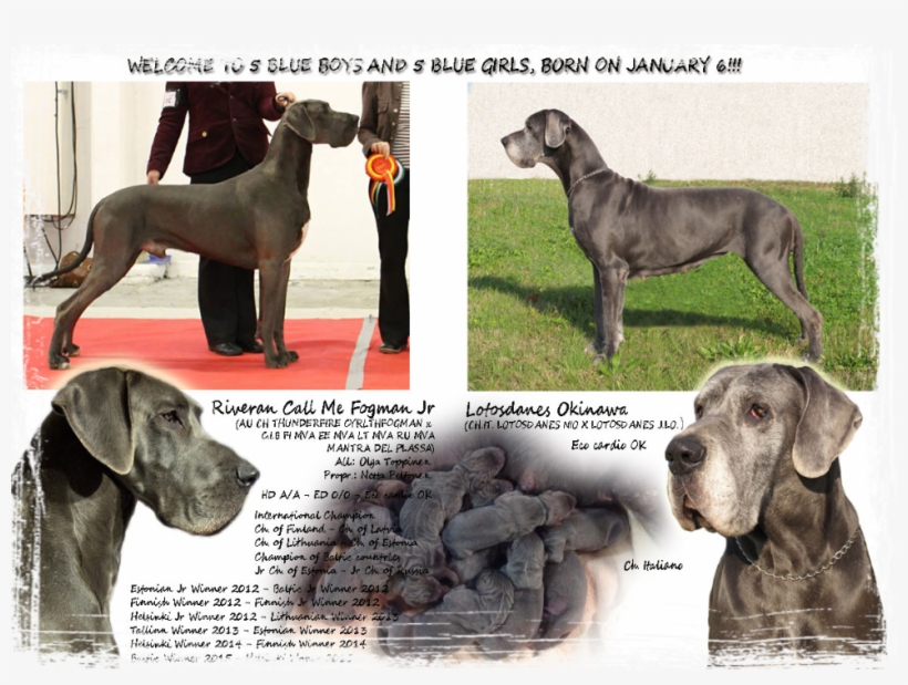 Great Dane, transparent png download