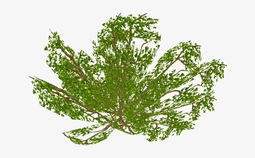 Ground Bush 3 - Vascular Plant, transparent png download