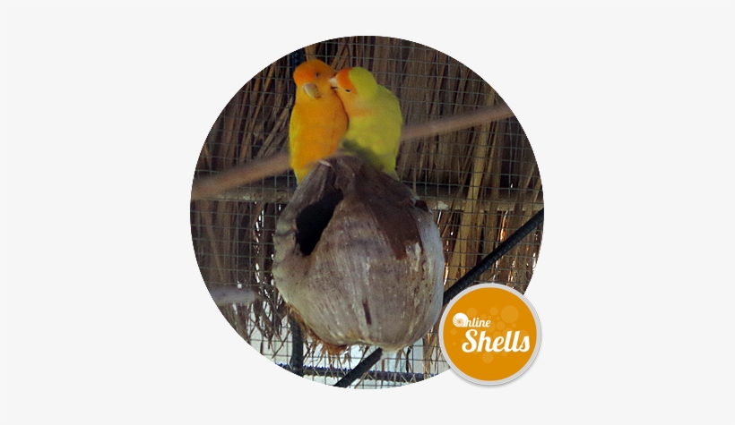 Bird - Online Shells, transparent png download