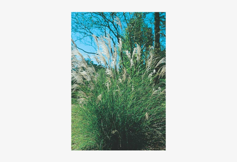 Maiden Grass - Chinese Silver Grass, transparent png download