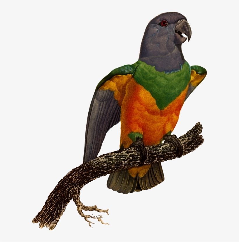 All Photo Png Clipart - Macaw, transparent png download