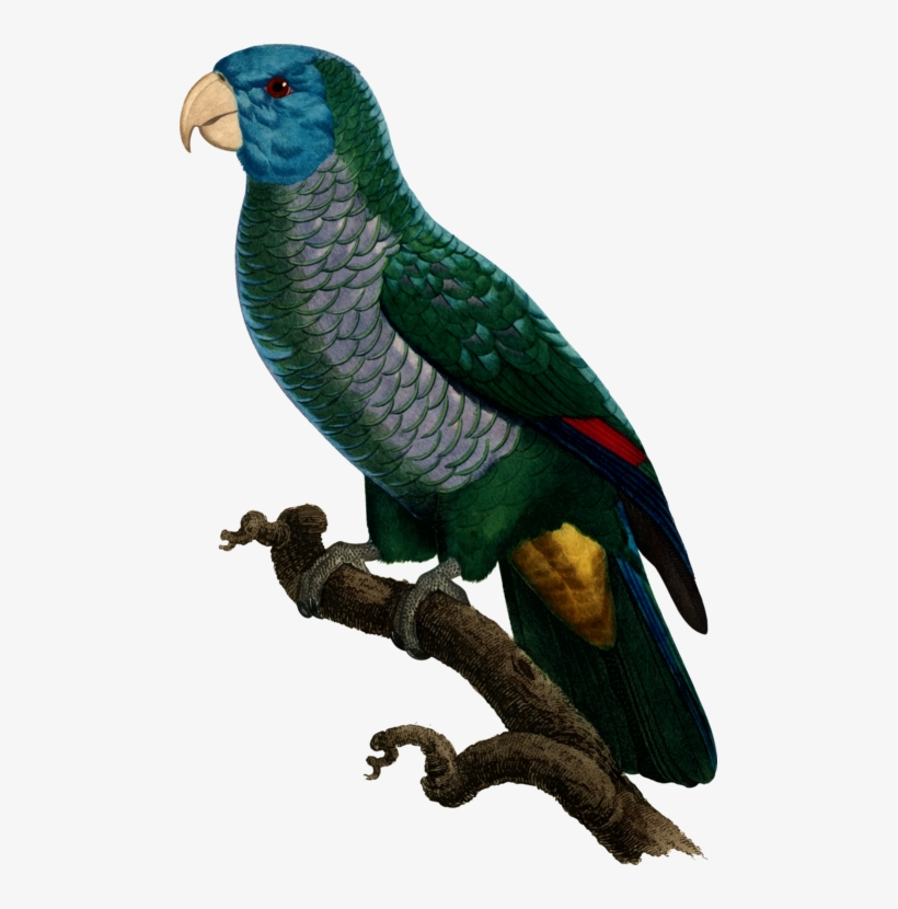 All Photo Png Clipart - Parrot, transparent png download