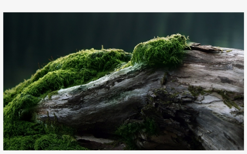 Score 50% - Moss On Dead Tree Trunk, transparent png download