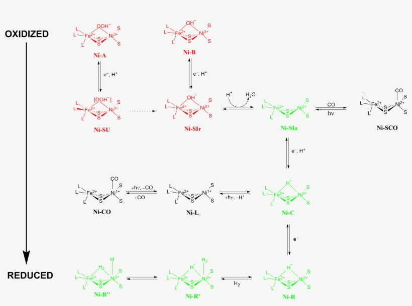 Redox States Of Nife Hydrogenase - Nife Hydrogenase, transparent png download