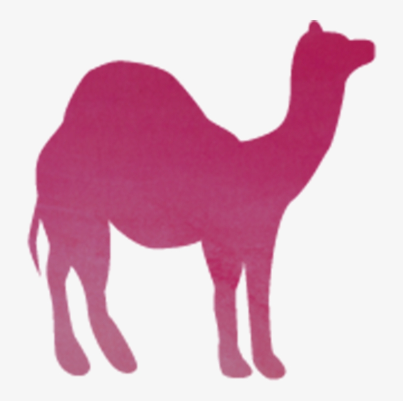 Arabian Camel, transparent png download