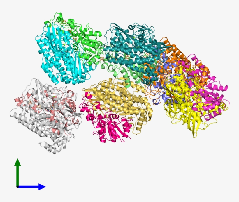 Pdb 2frv Coloured By Chain And Viewed From The Front - Illustration, transparent png download