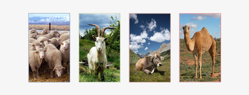 Cattle Domestication - Flock Of Sheep 100 Page Lined Journal: Blank 100 Page, transparent png download