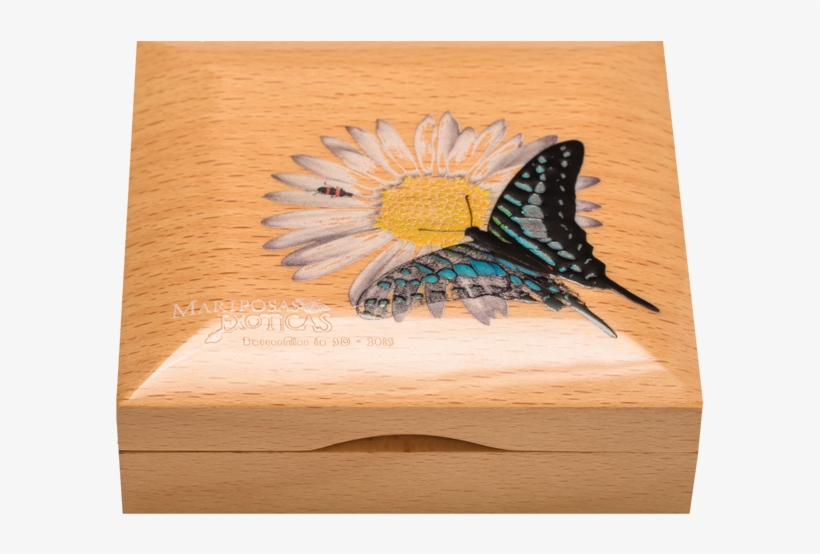 Butterflies In 3d 2015, Cit Coin Invest Trust Ag / - Plywood, transparent png download