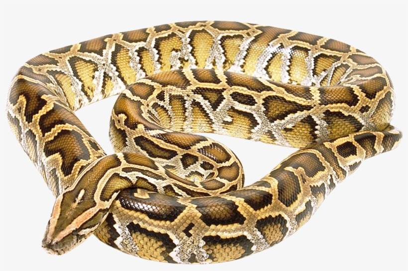 Snake Boas Png, transparent png download