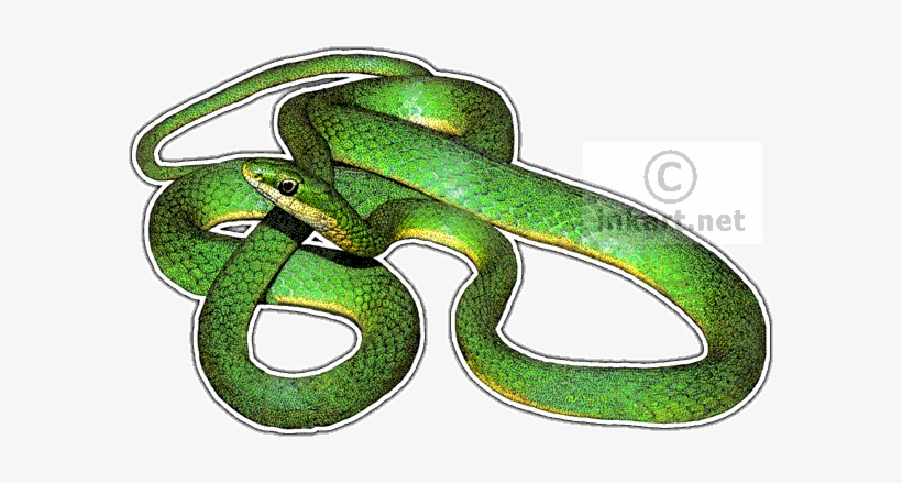 Rough Green Snake Decal - Rough Green Snake Art, transparent png download