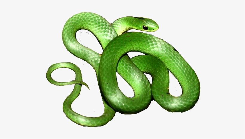 Report Abuse - Smooth Greensnake, transparent png download
