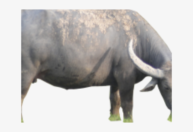 Buffalo Png Transparent Images - Portable Network Graphics, transparent png download