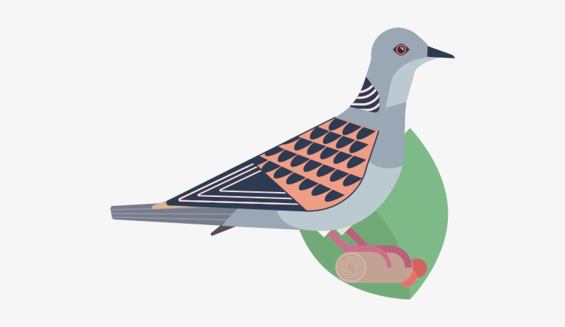 I'm Travelling From Sudan To Czech Republic, Ready - Stock Dove, transparent png download
