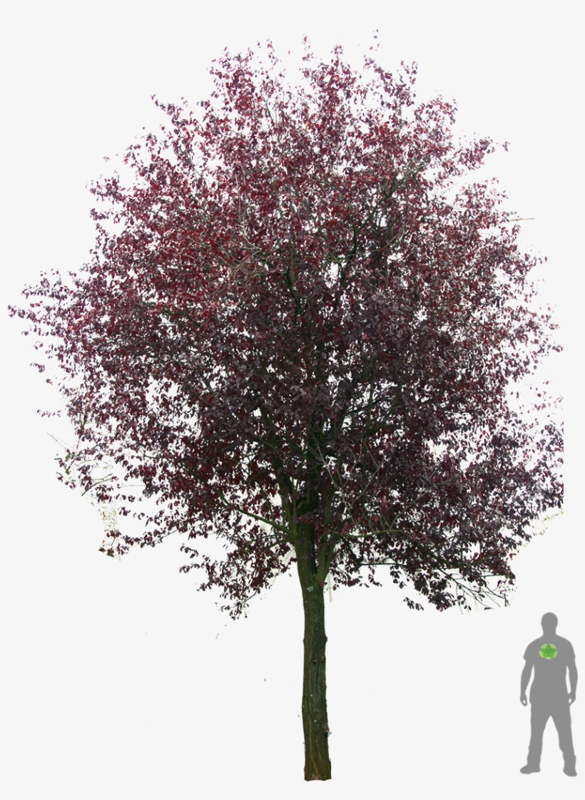 Blutpflaume - Photoshop Prunus Cerasifera Nigra, transparent png download