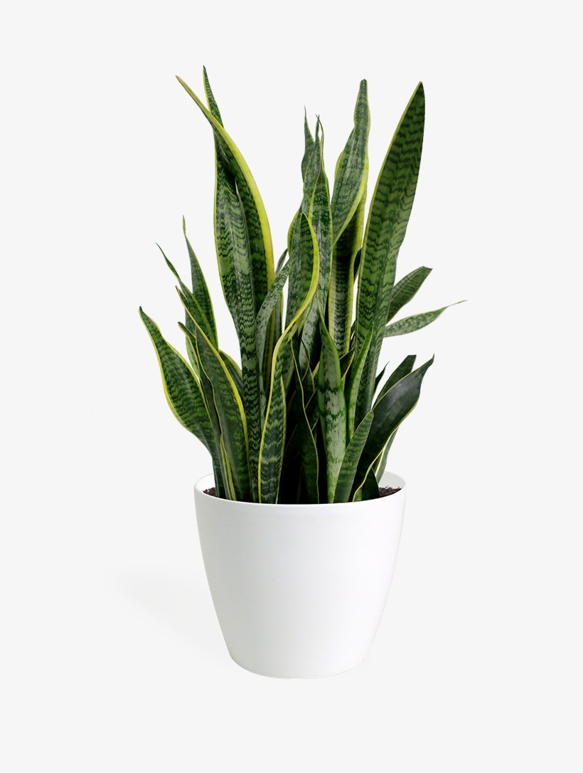 Sansevieria Laurentii Medium - Sansevieria Laurentii 10, transparent png download