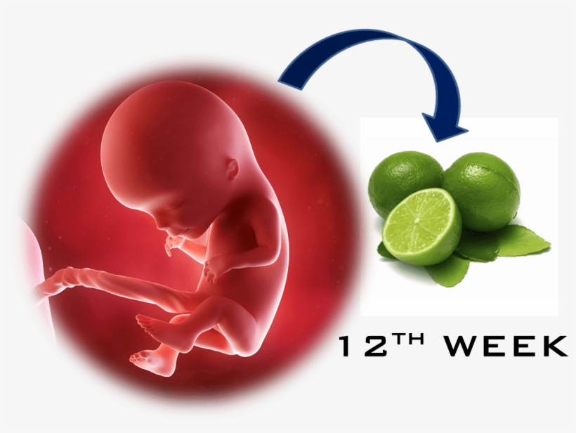 12 Week - Semana 12 De Gestacion, transparent png download