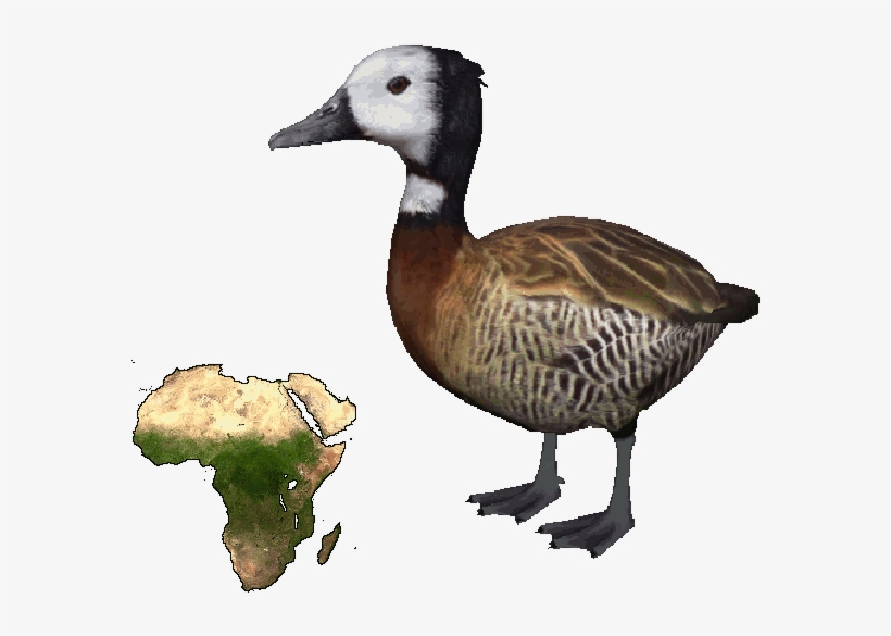 White-faced Whistling Duck - Africa, transparent png download