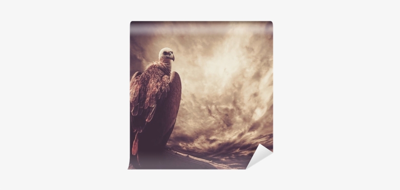 Eagle Sitting On A Log Against Stormy Sky Wall Mural - Poster: Photo's Roaring Lioness Against Stormy Sky,, transparent png download