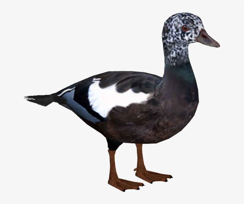 White-winged Duck F2 - Seabird, transparent png download