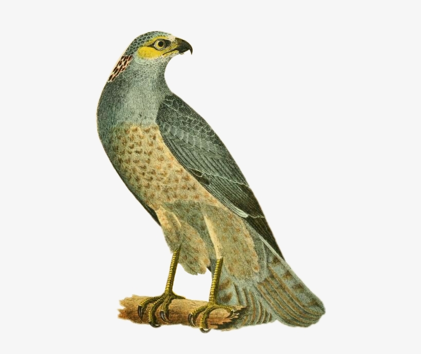 Bird Sticker - Hen Harrier, transparent png download