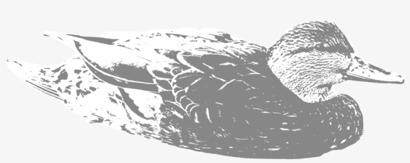 Black-duck - Black Duck, transparent png download
