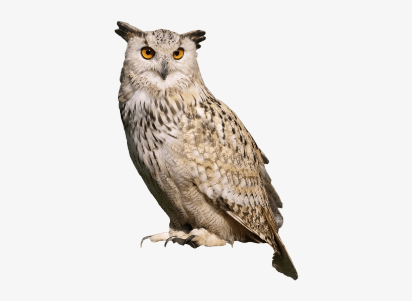 Free Png Owl Sitting Png Images Transparent - Great Horned Owl Png, transparent png download