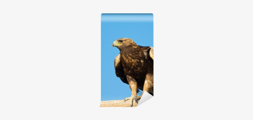 Golden Eagle Sitting On A Perch , Oregon Wall Mural - Golden Eagle, transparent png download