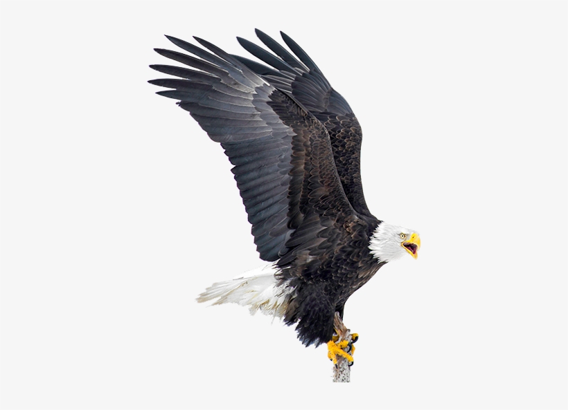 Eagle Png Download - Bald Eagle, transparent png download