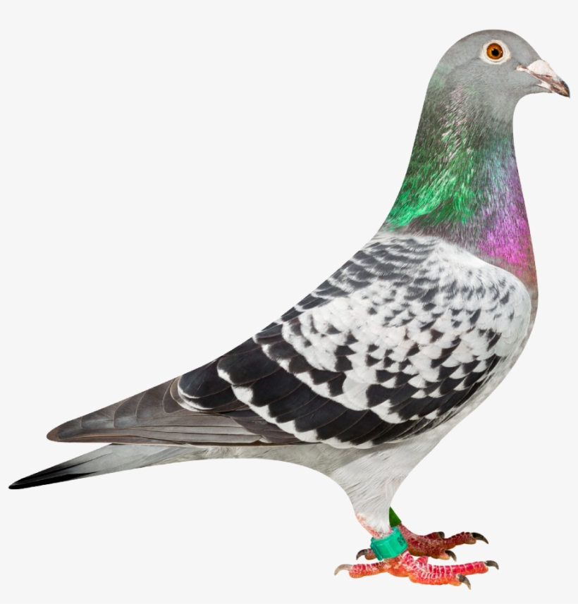 'indy' Nl13-1921958 Won Among Others 1st Soissons 2,538 - Transparent Pigeon Png, transparent png download
