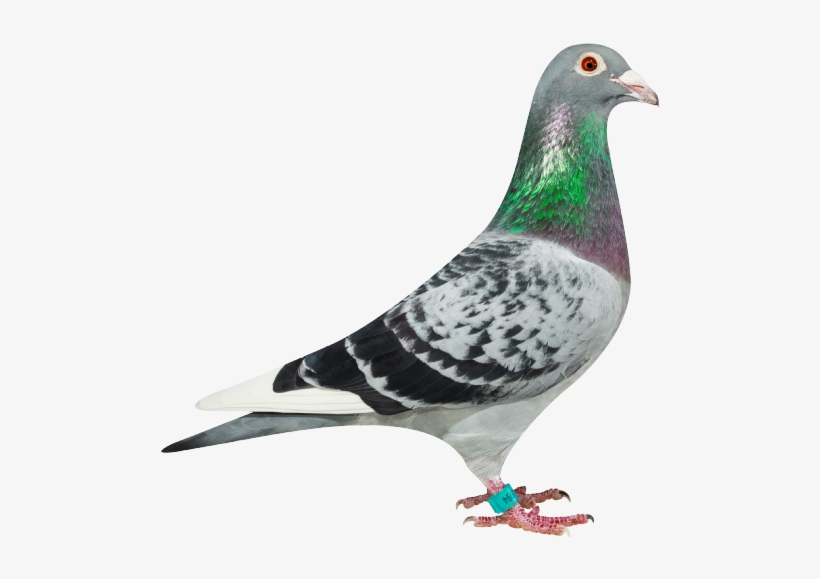 Linus 994nl16-1310994 - ' - Pigeon Torres Davy, transparent png download