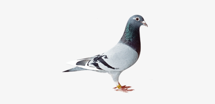 Bird,bird Free Png,bird Png Free,bird Png Free,bird - Old Line Racing Pigeon, transparent png download
