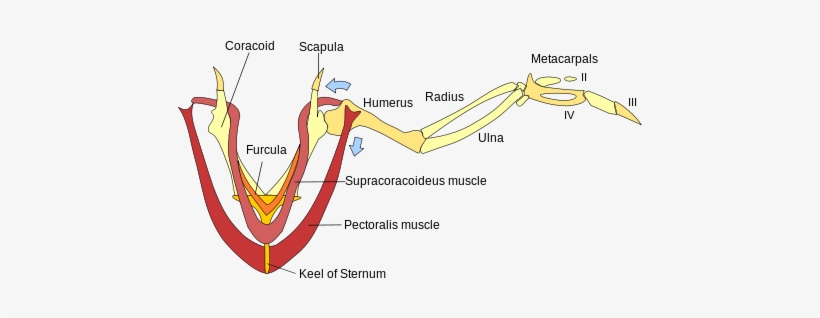 The Above Graphic, Shows The Major Flight Muscles, - Flight Muscles Of Pigeon, transparent png download