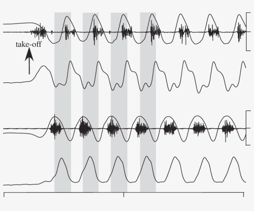 Representative Recordings Of The Pigeon Supracoracoideus - Plot, transparent png download