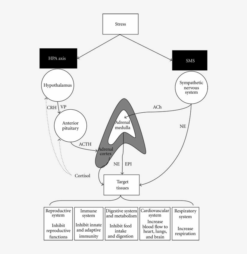 Stress And Trauma - Crh Vasopressin, transparent png download