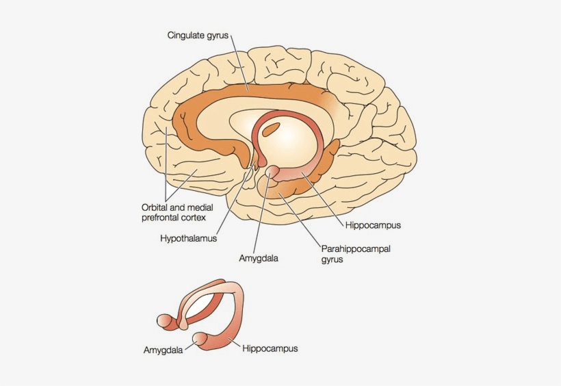 Trauma - Subcortical Region, transparent png download